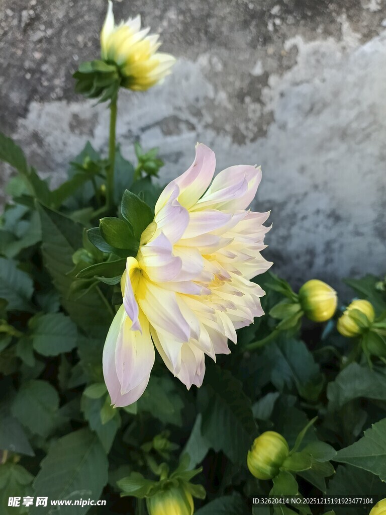 大丽花