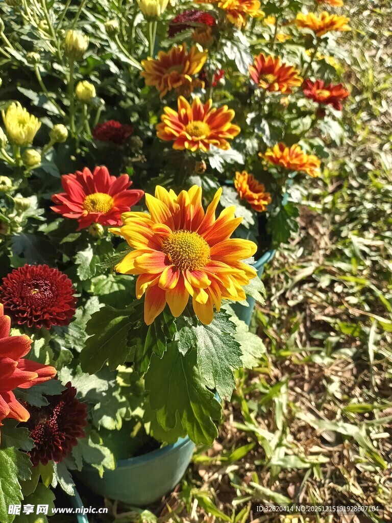 多彩菊花绽放