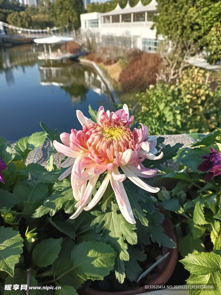 多彩菊花