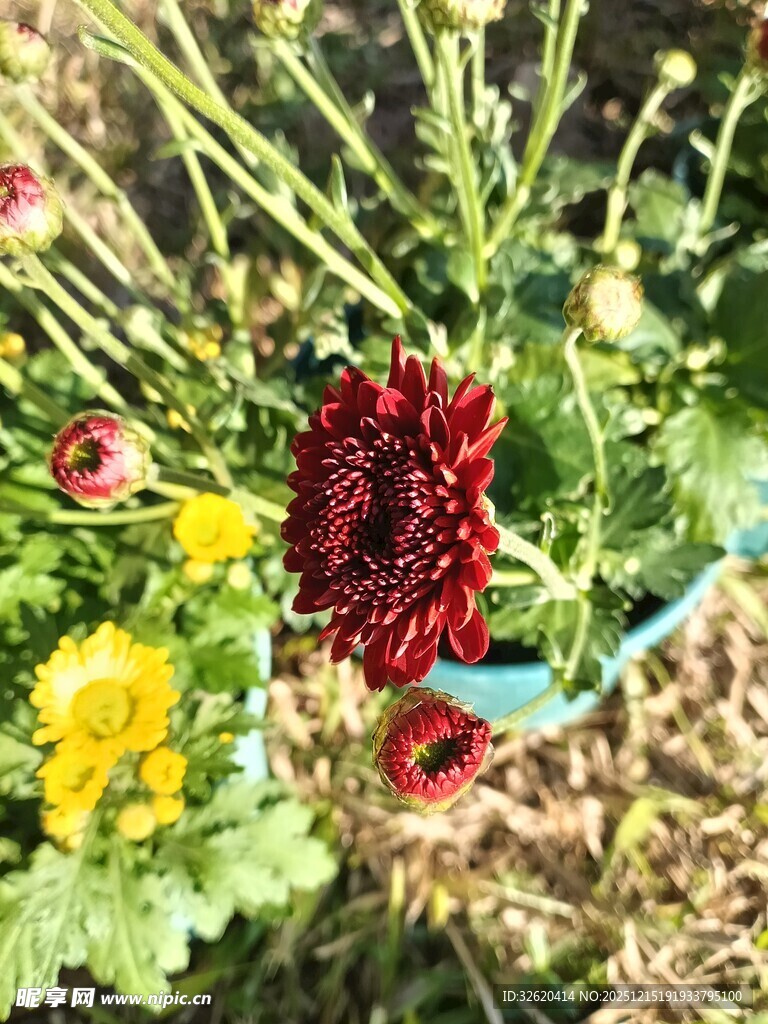 多彩菊花绽放