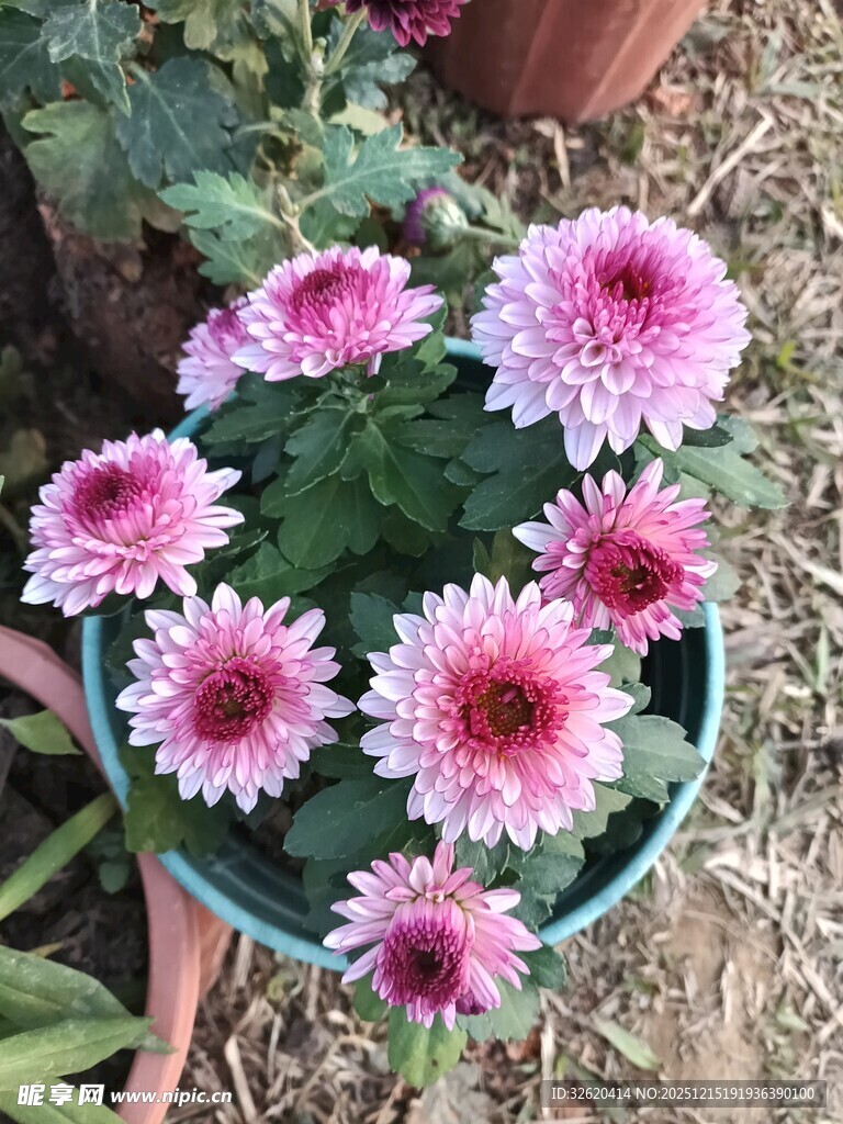 盆栽粉色雏菊