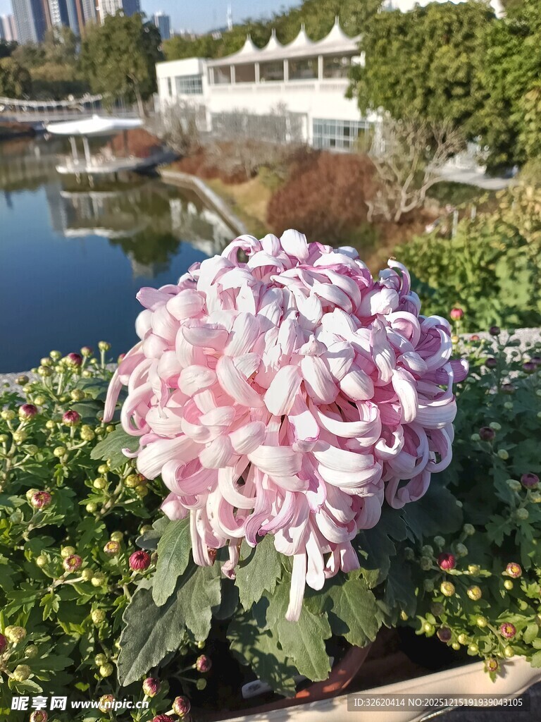 粉色菊花