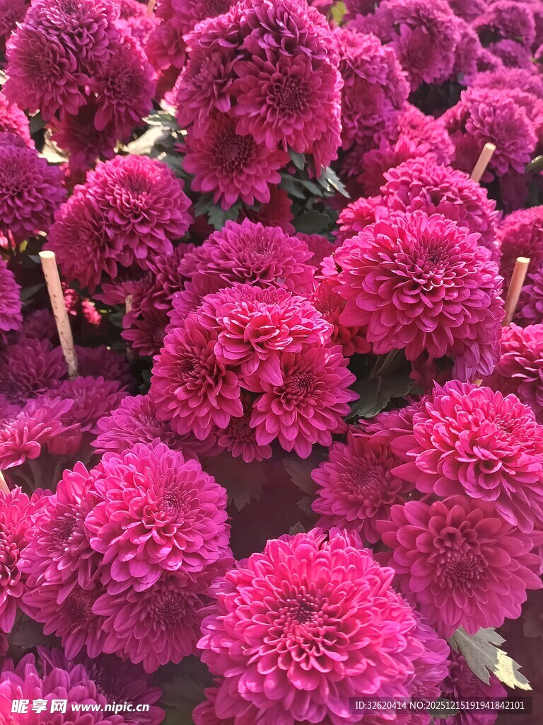 艳丽紫菊绽放