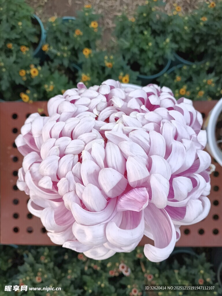 粉色大朵菊花