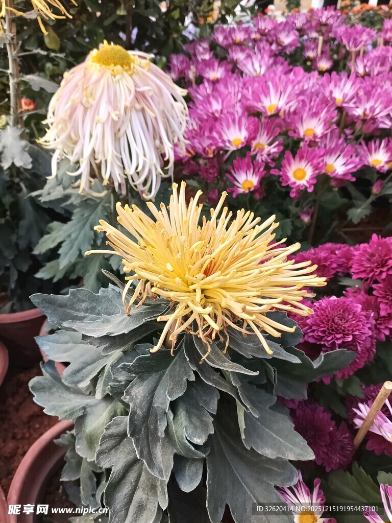 多彩菊花绽放