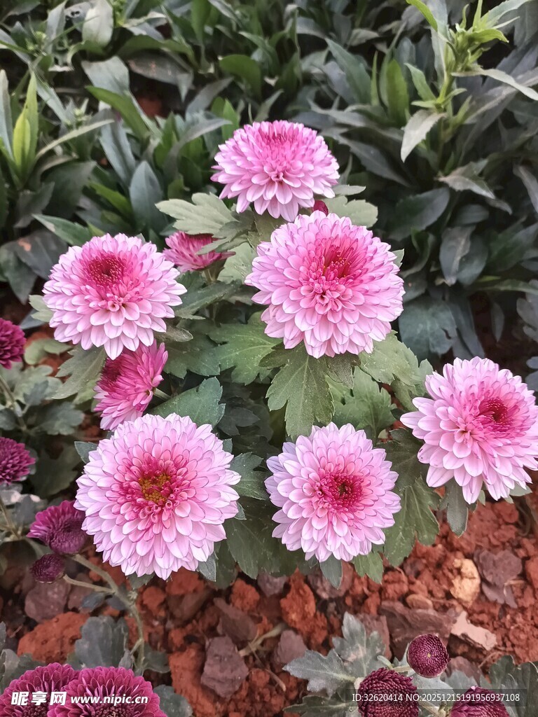 粉色菊花绽放