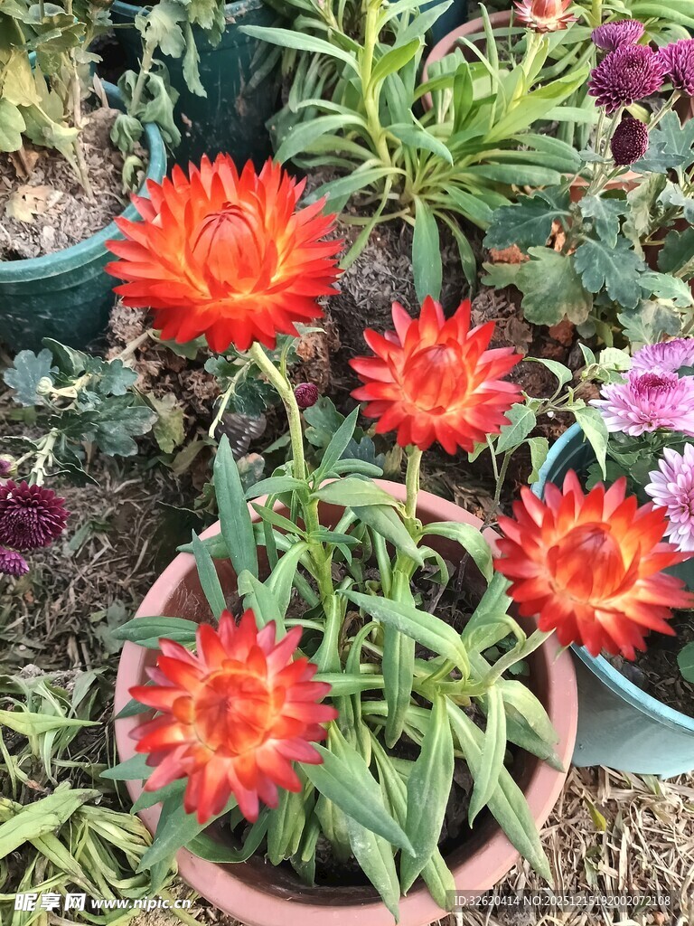 盆栽橙花菊