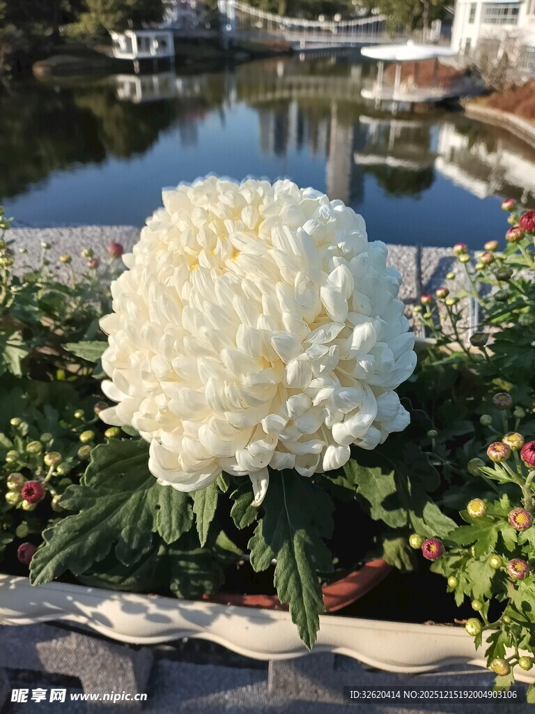 大白色花朵