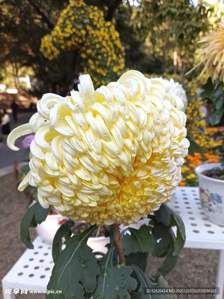 黄色大朵菊花