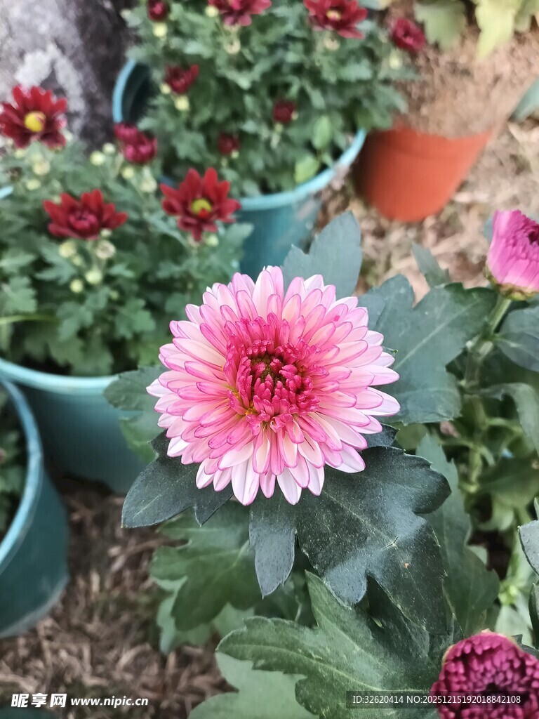 娇艳盆栽非洲菊绽放
