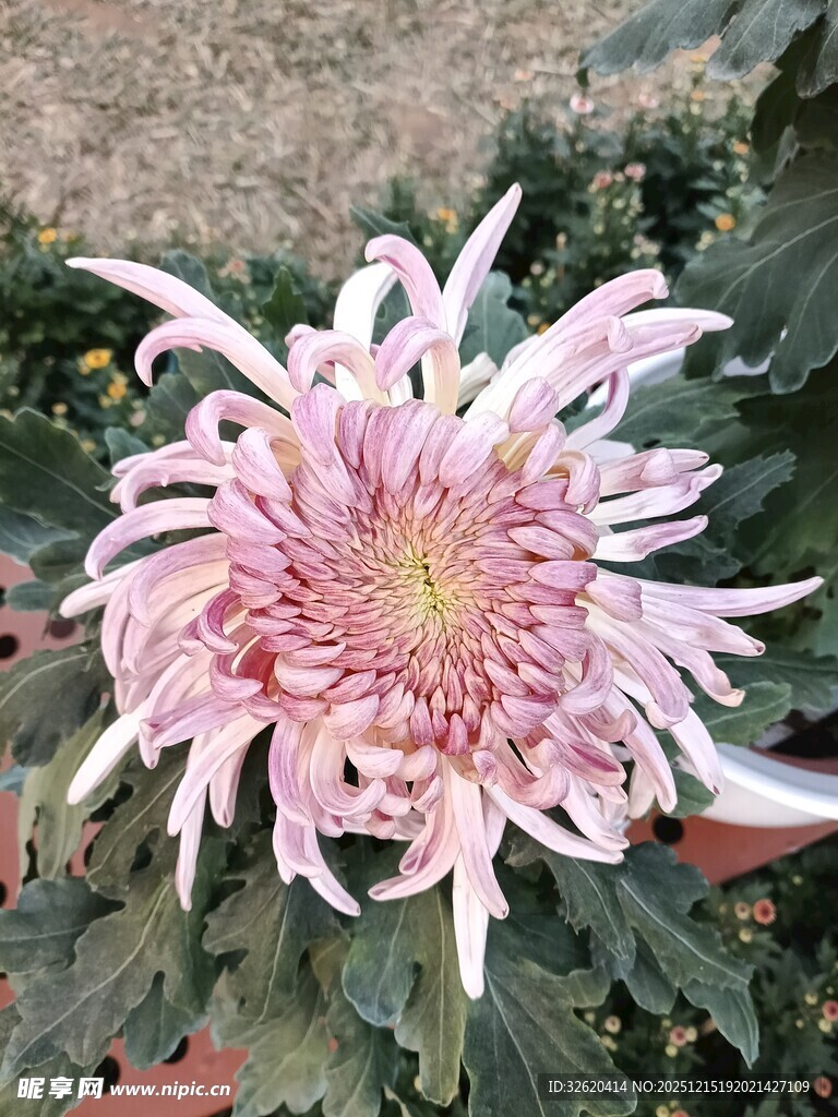 粉色菊花