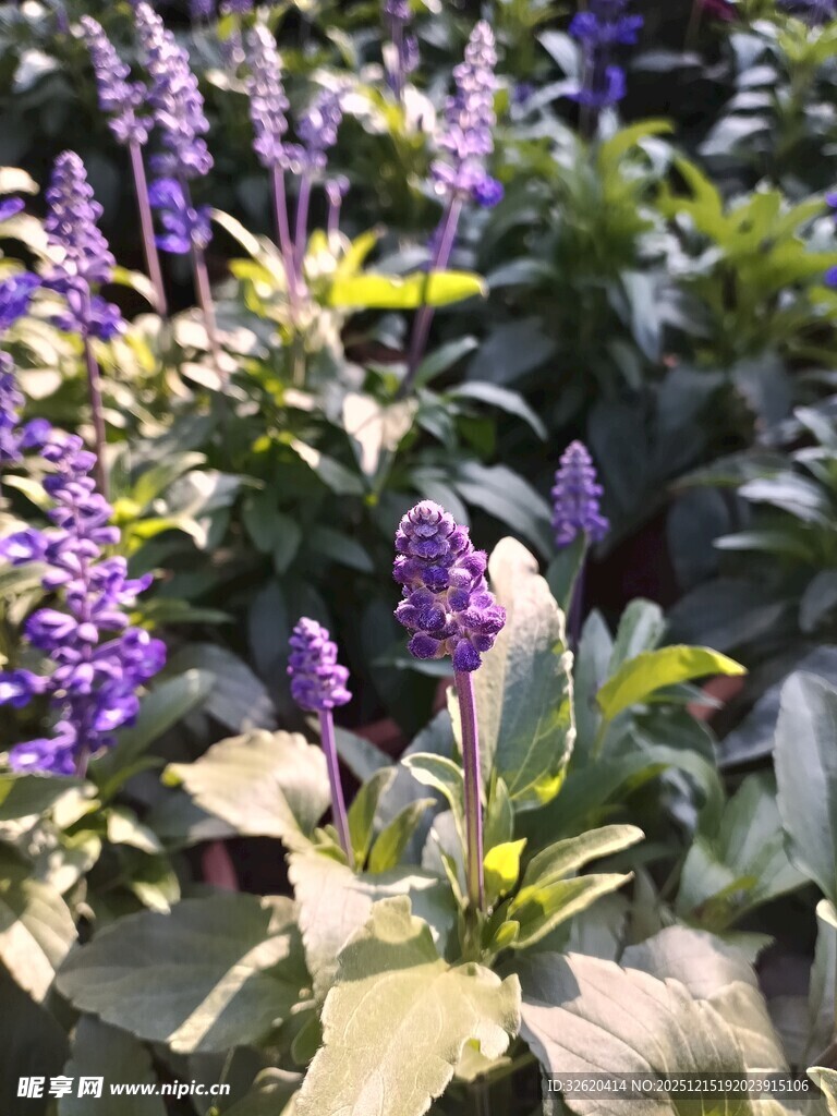 紫色花卉