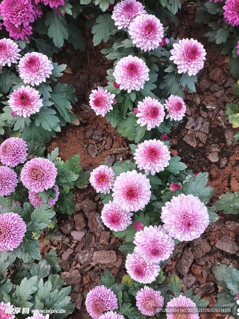 粉色菊花绽放