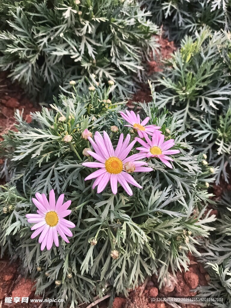 紫色小花绽放