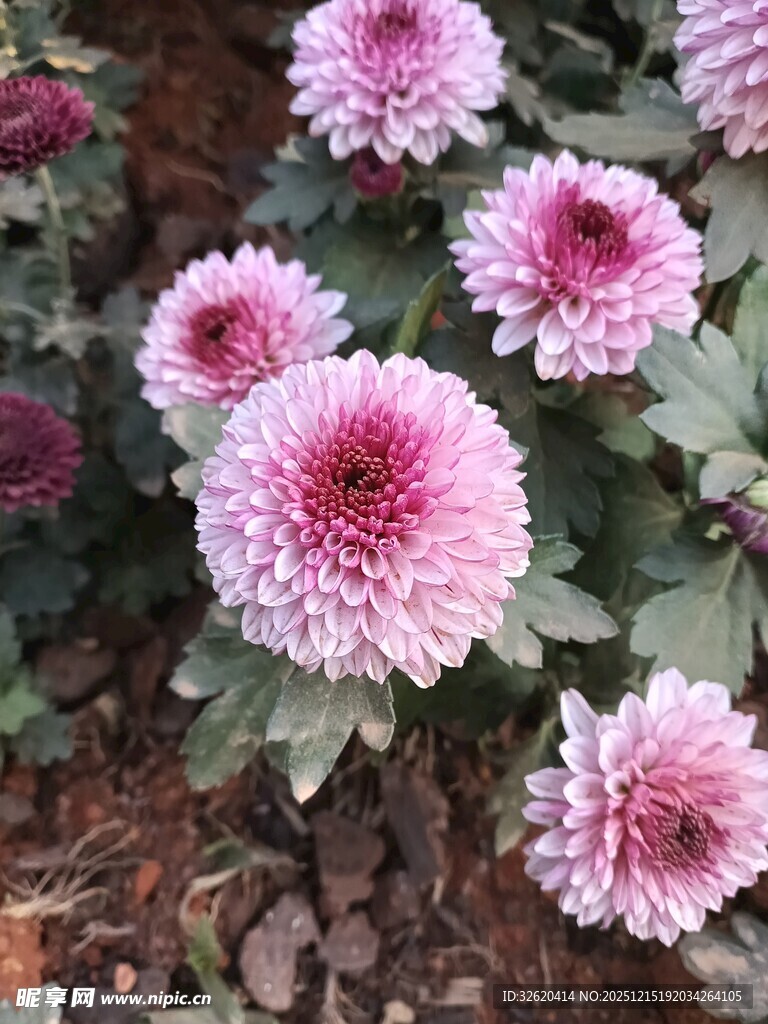 粉色菊花绽放