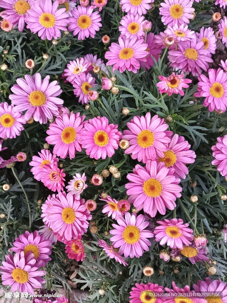 缤纷紫菊绽放