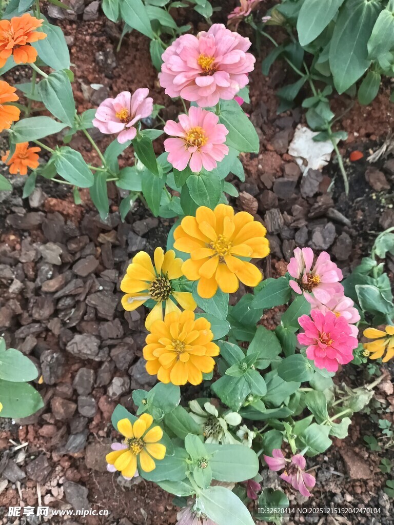 多彩花卉绽放