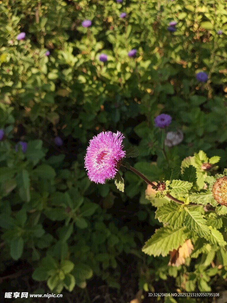 娇艳粉色花朵