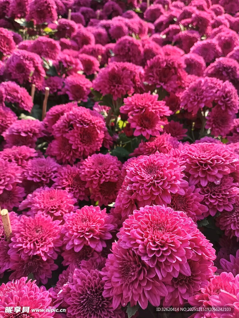 艳丽粉菊绽放