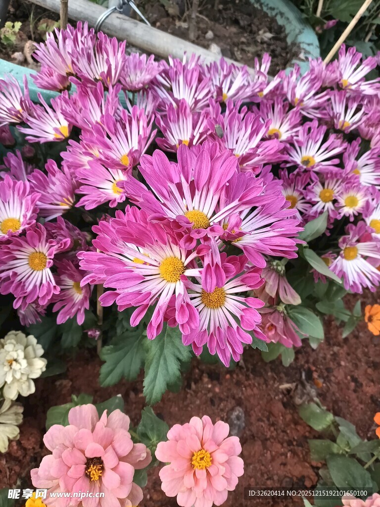 多彩菊花绽放