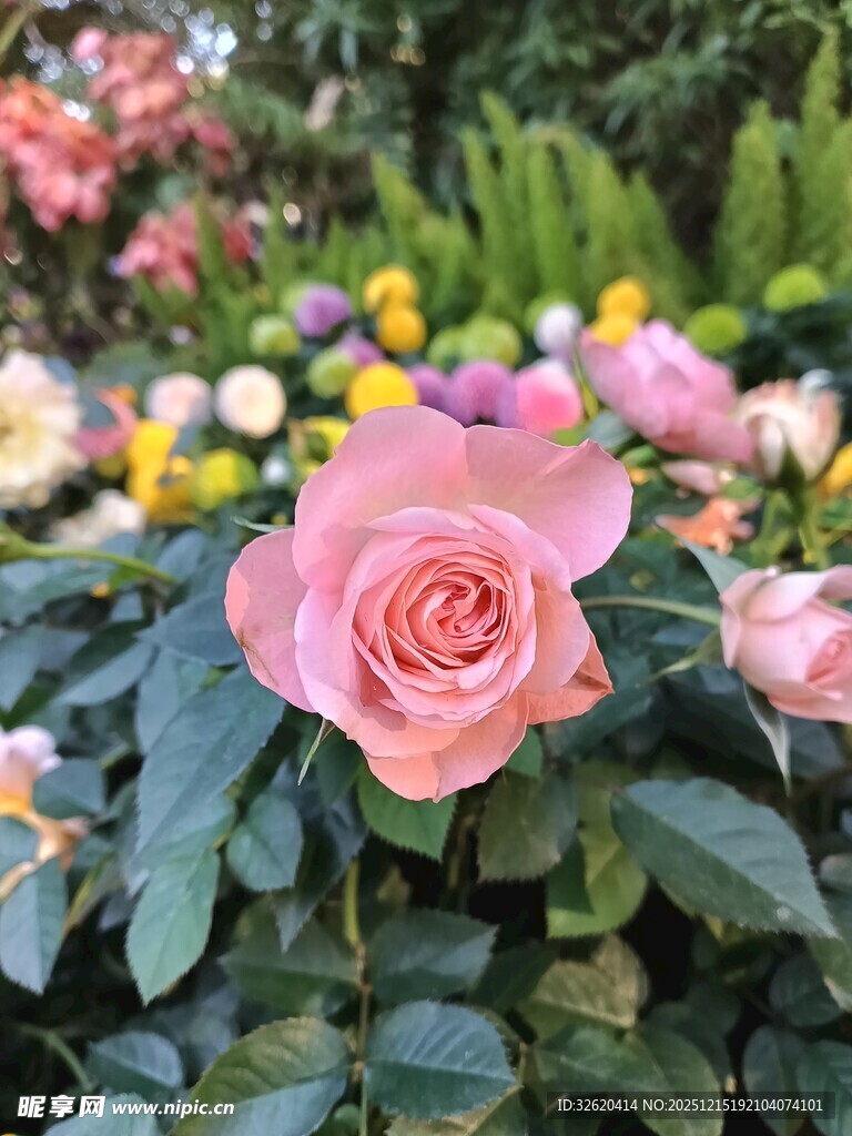 玫瑰绽放花丛