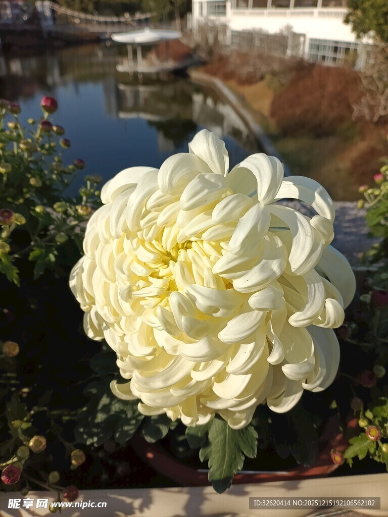 白色大丽花