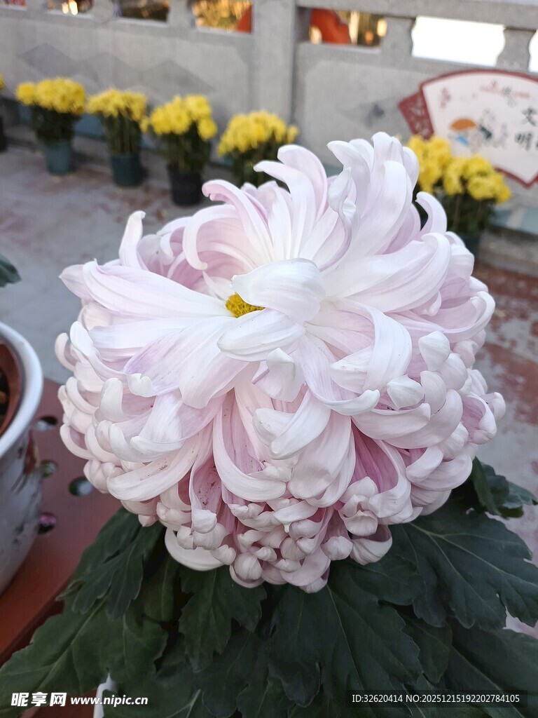 娇艳粉菊绽放