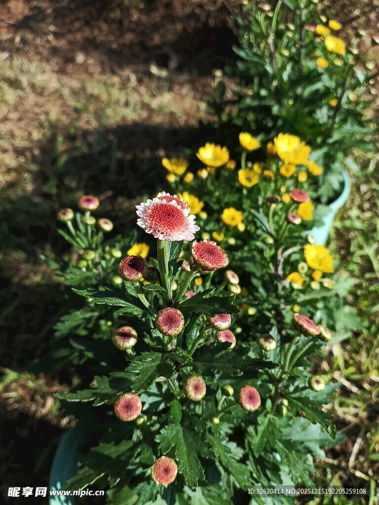 多彩花卉绽放