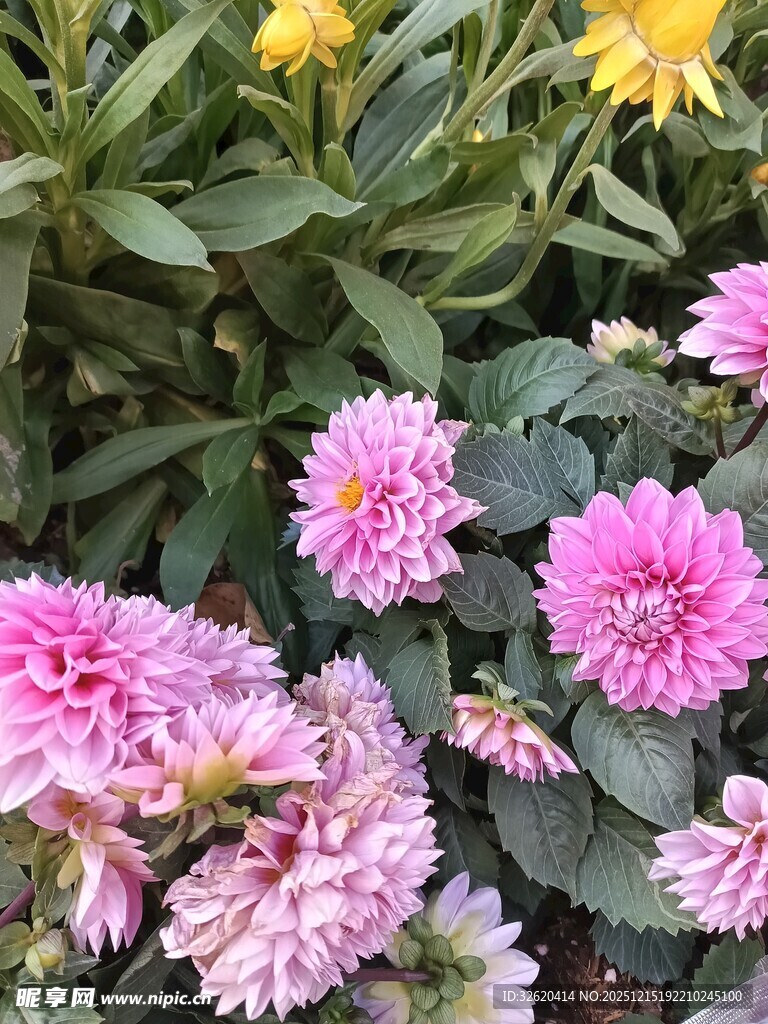 娇艳多彩花卉绽放