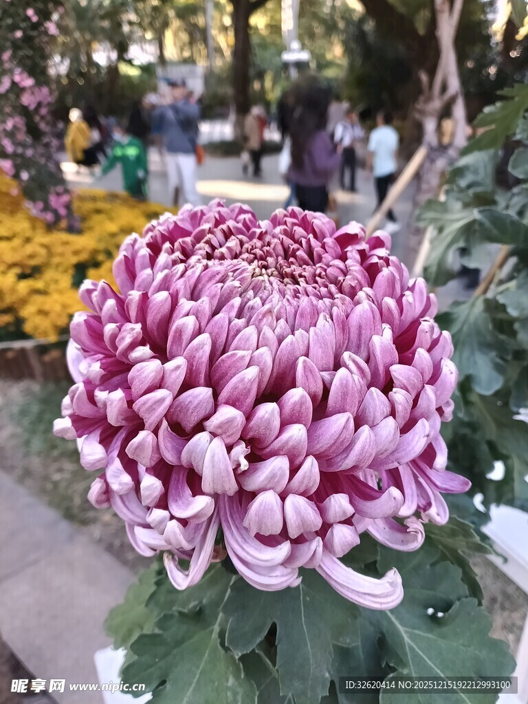 粉紫色菊花