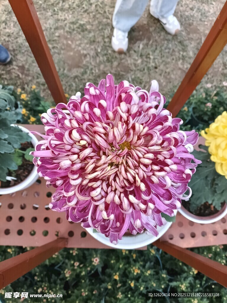 多彩菊花绽放