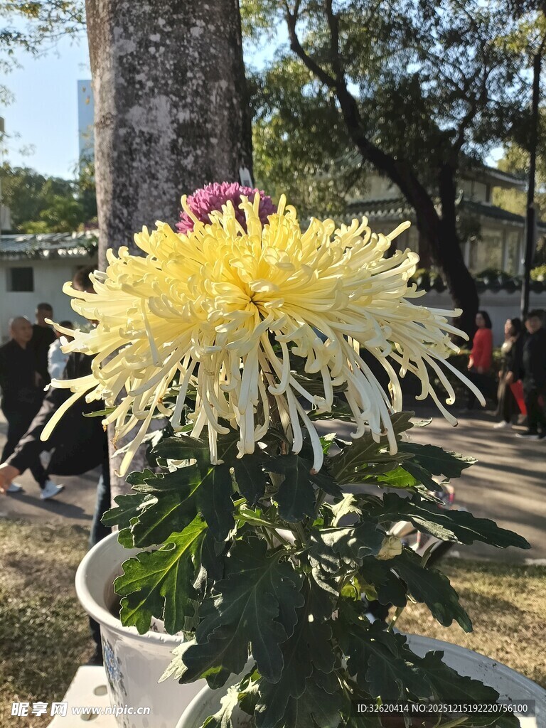 黄色菊花