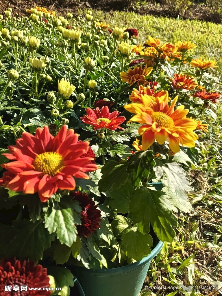 多彩艳丽菊花