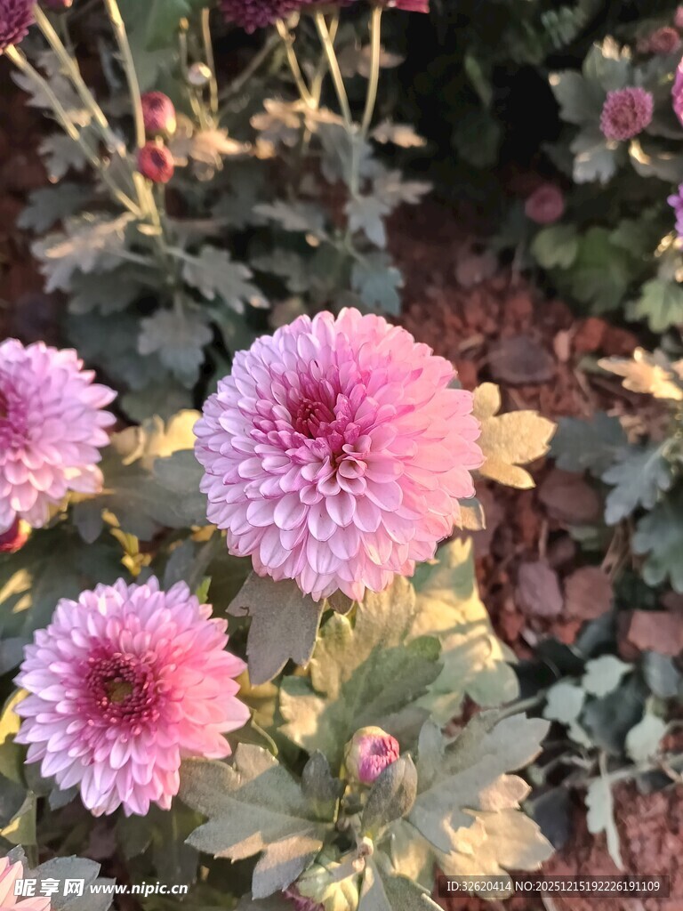娇艳粉色菊花绽放