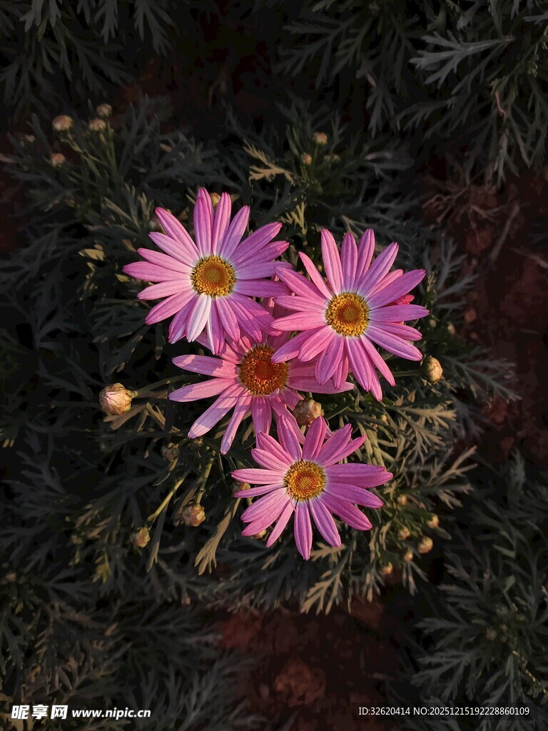 粉色雏菊绽放