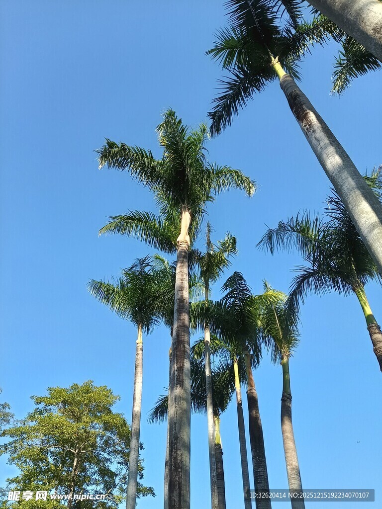 棕榈树