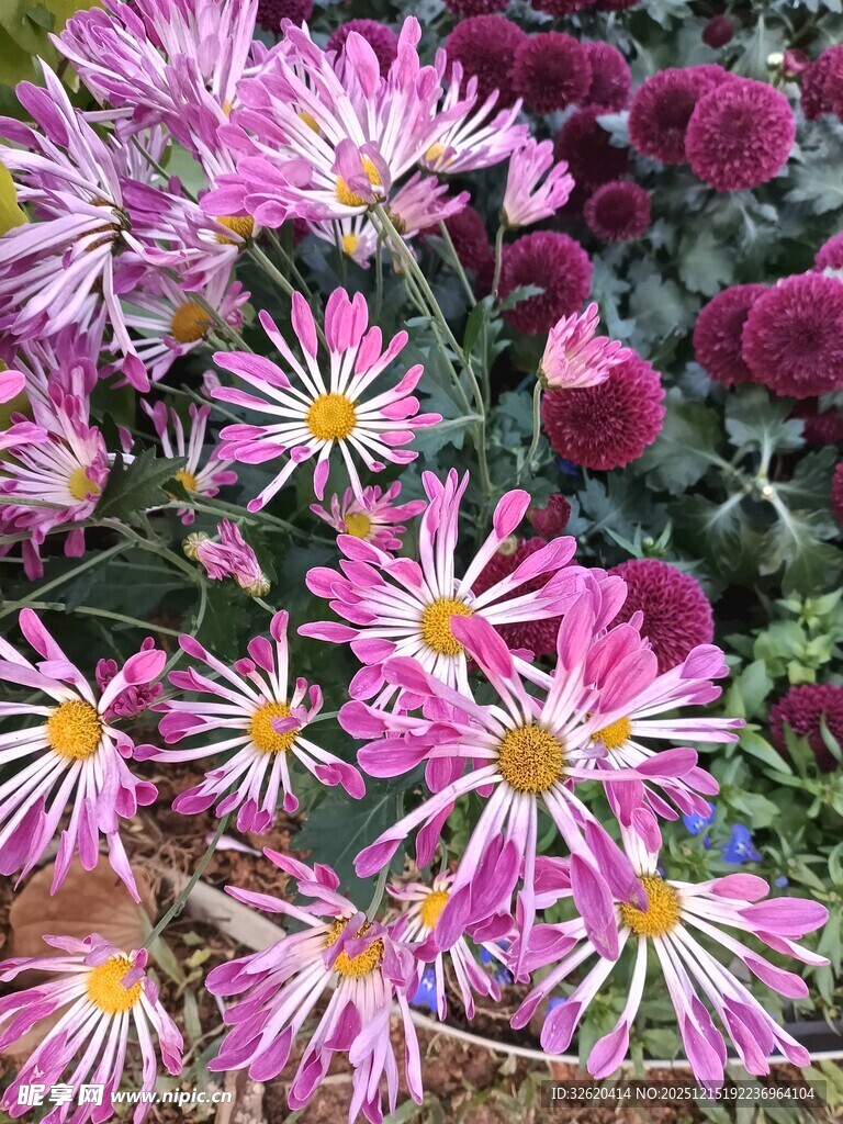 粉色菊花绽放