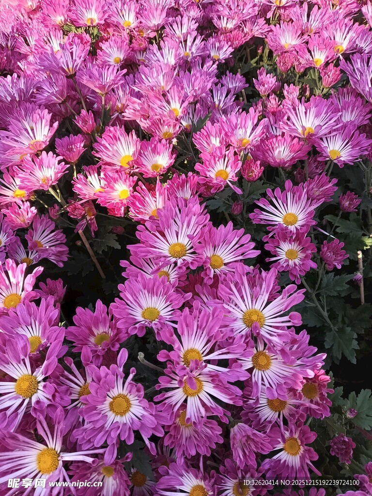 粉色雏菊绽放