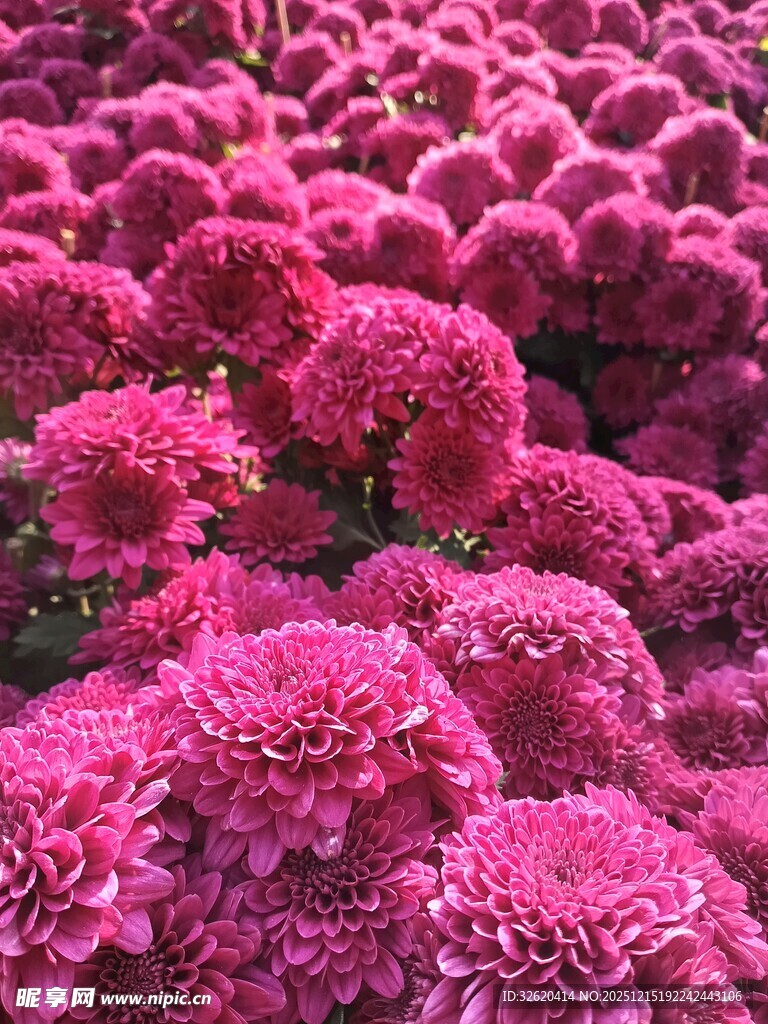 艳丽粉菊绽放