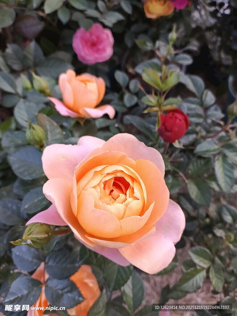 玫瑰花