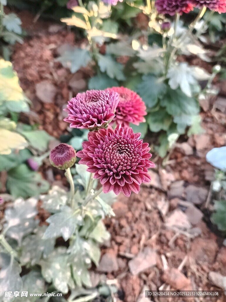 红色菊花