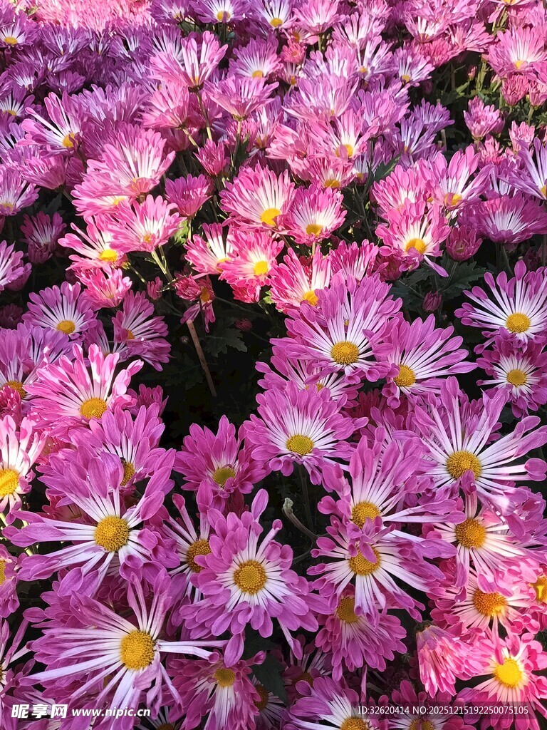 粉色雏菊绽放