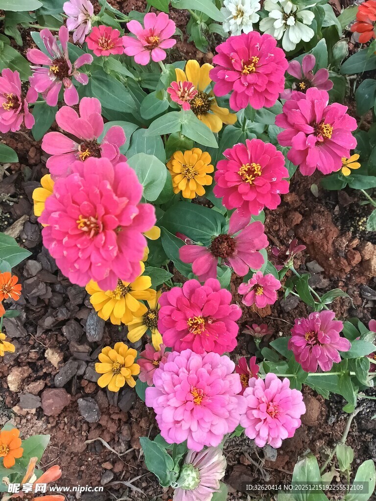 多彩花卉绽放