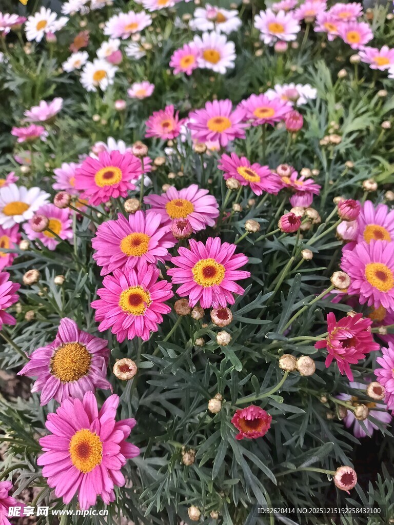 缤纷雏菊绽放