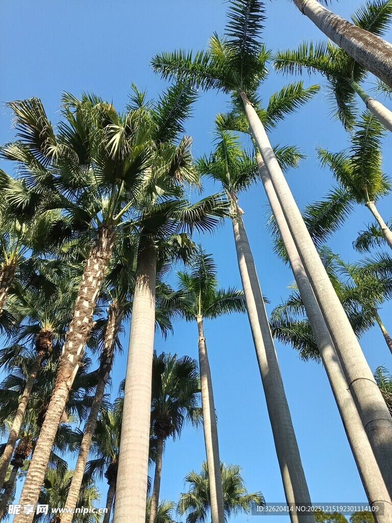 棕榈树