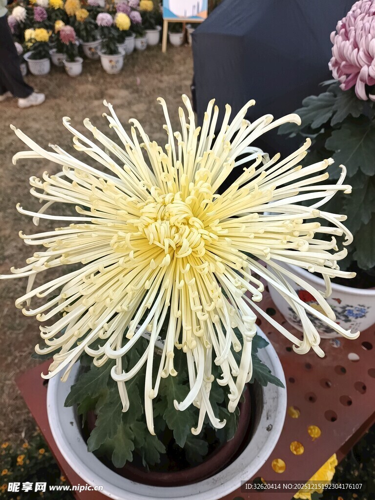 丝状菊花