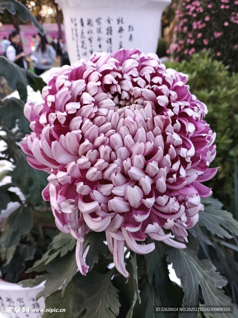 粉紫色菊花
