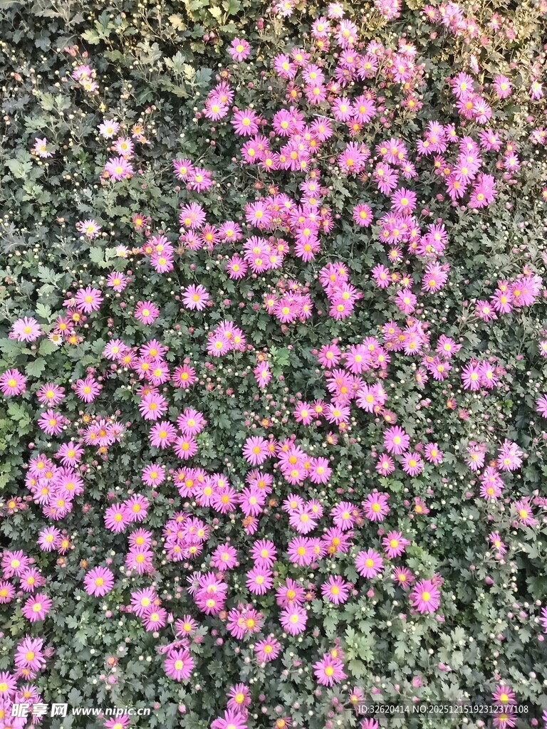 粉色小花铺满地面