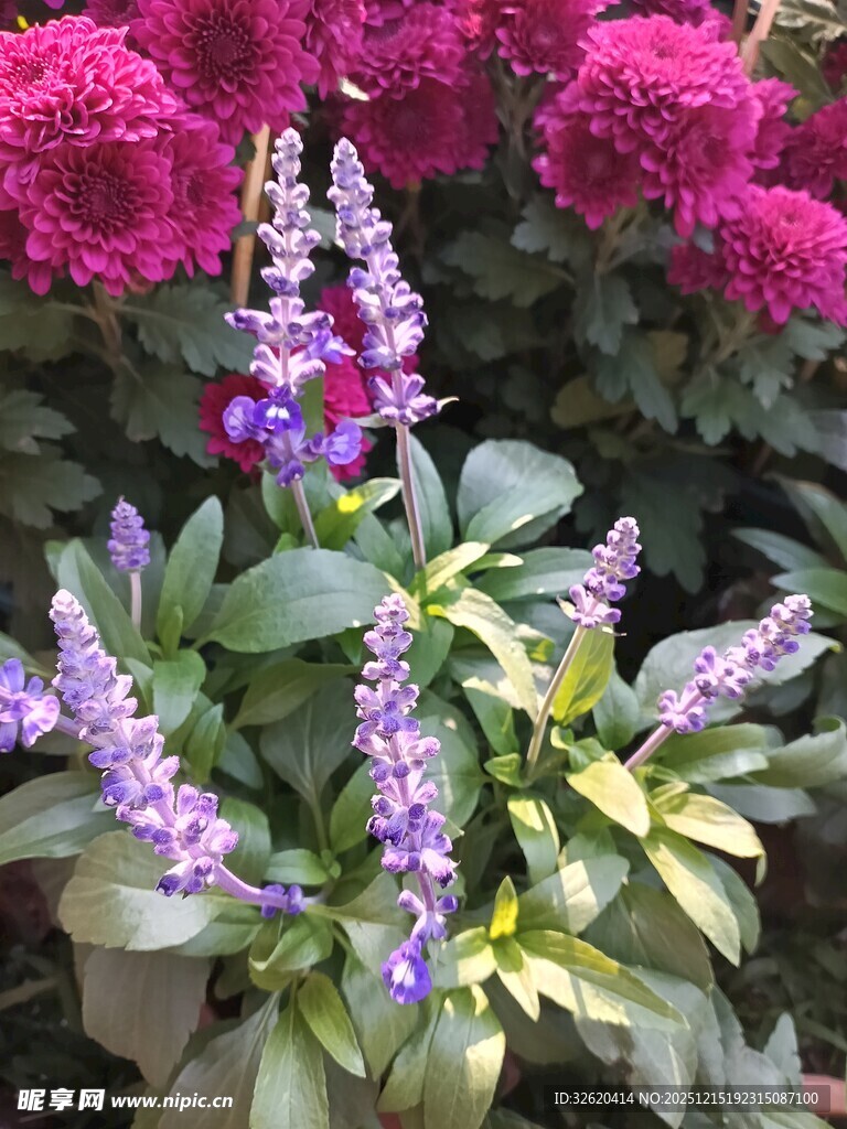 多彩花卉绽放