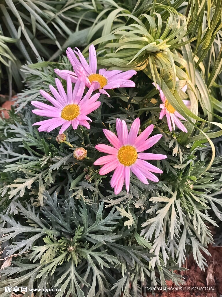 粉色雏菊绽